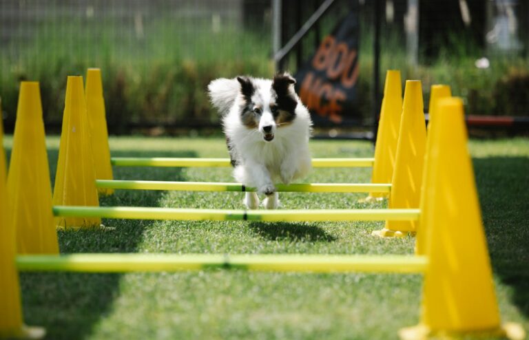 Building a Training Routine That Works for You and Your Dog